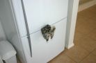    ;
cat caught in fridge  