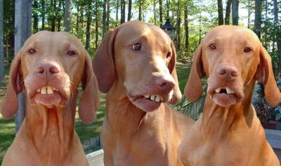 Click ��� �� ��� ����� �� ������ �������
 ============== 
Ronaldhinio's dogs
M������� ������ �� �������� ���� ��������� ����;;; 
������ �������: Ronaldhinio dogs