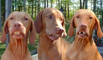 Click για να την δείτε σε μεγάλο μέγεθος
==============
Ronaldhinio's dogs
Mοιάζουν τελικά τα αφεντικά στον ιδιοκτήτη τους;;;
Λέξεις Κλειδιά: Ronaldhinio dogs Click για να την δείτε σε μεγάλο μέγεθος
==============
Ronaldhinio's dogs
Mοιάζουν τελικά τα αφεντικά στον ιδιοκτήτη τους;;;
Λέξεις Κλειδιά: Ronaldhinio dogs
