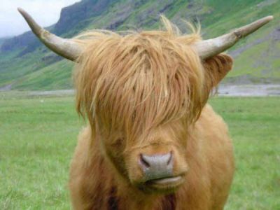 Click       
 ============== 
Emo 
Emo cow
 : Emo cow bull