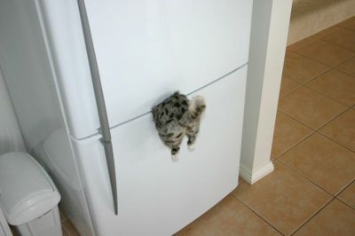 Click ��� �� ��� ����� �� ������ �������
 ============== 
��� ����� � ����;
���!!!??
��� ��������� ��������� ��� ��������� ��� �� ������ ���!
������ �������: cat caught in fridge ���� ������