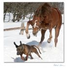  - 
  dog horse