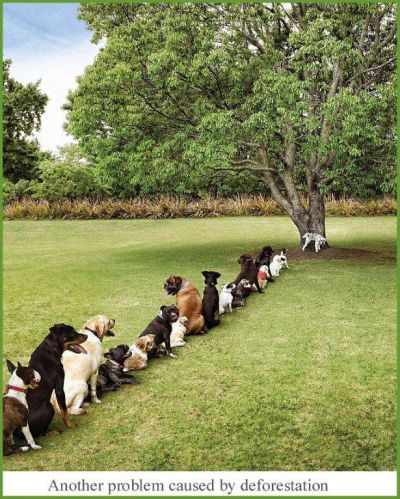 Click για να την δείτε σε μεγάλο μέγεθος
==============
Deforestation
Με τον ρυθμό που χάνονται τα δάση η εικόνα αυτή είναι κοντά..
Λέξεις Κλειδιά: δέντρο σκύλος δάσος αποψίλωση Click για να την δείτε σε μεγάλο μέγεθος
==============
Deforestation
Με τον ρυθμό που χάνονται τα δάση η εικόνα αυτή είναι κοντά..
Λέξεις Κλειδιά: δέντρο σκύλος δάσος αποψίλωση