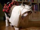 Terrorist Persian Cat