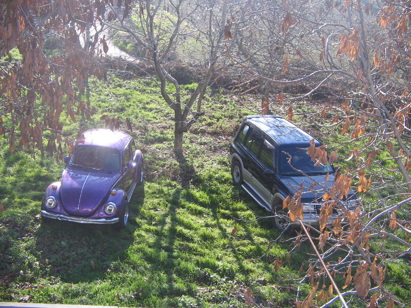 cars meet nature...