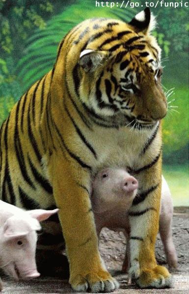 Irthan ta imera na dioksoun ta agria
Anarotieme, h tigris tha arhisei na platsourizi stis laspes, oi ta gourounakia tha kunigane antelopes???? Provlepo sundromo duhasmenis prosopikotitas kai ateleiotes ores psuhanalisis gia ta gourounotigrakia:))
Irthan ta imera na dioksoun ta agria
Anarotieme, h tigris tha arhisei na platsourizi stis laspes, oi ta gourounakia tha kunigane antelopes???? Provlepo sundromo duhasmenis prosopikotitas kai ateleiotes ores psuhanalisis gia ta gourounotigrakia:))