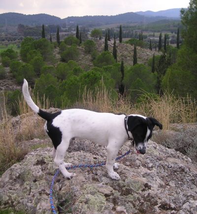 Click για να την δείτε σε μεγάλο μέγεθος
==============
Ο Πόλις Μου!!!
Το μπουρεκάκι μου το πήρα στη φύση σήμερα και τρελλάθηκε! Το άφησα κι ελεύθερο! Στο στοιχείο του :) Πάντα στο πλευρό μου φυσικά... βρήκαμε κι ένα κυνηγό ηλικιωμένο που μας έπιασε κουβέντα και ενθουσιάστηκε... το κυνηγόσκυλο μου!
Λέξεις Κλειδιά: Polis πόλις Click για να την δείτε σε μεγάλο μέγεθος
==============
Ο Πόλις Μου!!!
Το μπουρεκάκι μου το πήρα στη φύση σήμερα και τρελλάθηκε! Το άφησα κι ελεύθερο! Στο στοιχείο του :) Πάντα στο πλευρό μου φυσικά... βρήκαμε κι ένα κυνηγό ηλικιωμένο που μας έπιασε κουβέντα και ενθουσιάστηκε... το κυνηγόσκυλο μου!
Λέξεις Κλειδιά: Polis πόλις