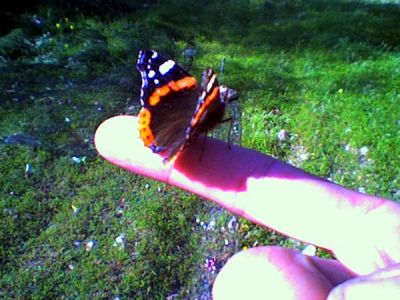 Click       
 ============== 
nice butterfly ;)
