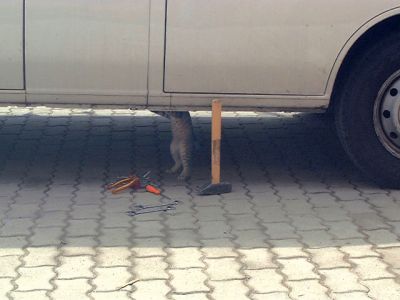 Click       
 ============== 
!    ... !
...    .. !
 : car cat   technician funny pic