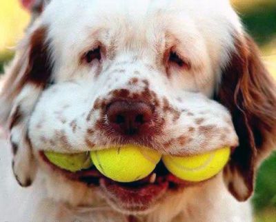 Click       
 ============== 
   
      !?
 : tennis balls   