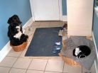 How to recognize a Loser
dog cat victim loser How to recognize a Loser
dog cat victim loser