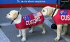 ������ ��������
custom dogs