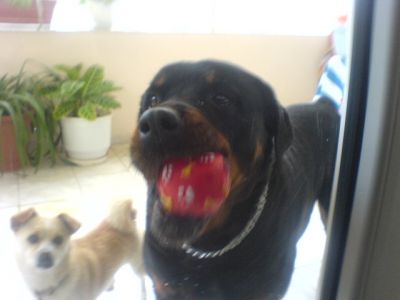 Click για να την δείτε σε μεγάλο μέγεθος
==============
My pets!
Douga is a rotwiller..Most people thing that are very mean and dangerous dogs.Thats not true!!They are the most harmless dogs on earth!!They are good watch dogs yes!They love their familly,and everybody who is friendly with them..Douga likes people,she loves to travell and go for rides in the car.She loves the beach,the music,the partys,the b.b.qs are her favor..Loves souvlaki and gyros.She olso understands English,Greek and Italian.What a dog!!She has a litle sister her name is Lilly..They get alown well.
Λέξεις Κλειδιά: Xrysa Click για να την δείτε σε μεγάλο μέγεθος
==============
My pets!
Douga is a rotwiller..Most people thing that are very mean and dangerous dogs.Thats not true!!They are the most harmless dogs on earth!!They are good watch dogs yes!They love their familly,and everybody who is friendly with them..Douga likes people,she loves to travell and go for rides in the car.She loves the beach,the music,the partys,the b.b.qs are her favor..Loves souvlaki and gyros.She olso understands English,Greek and Italian.What a dog!!She has a litle sister her name is Lilly..They get alown well.
Λέξεις Κλειδιά: Xrysa