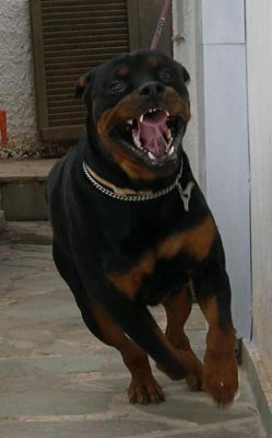 Click για να την δείτε σε μεγάλο μέγεθος
==============
Rommel
O romel ειναι το φιλικότατο κουτάβι του φίλου και συνεργάτη spycon! :) Απολαύστε τον (μόνο με φίμωτρο και επίβλεψη ενηλίκου)
Click για να την δείτε σε μεγάλο μέγεθος
==============
Rommel
O romel ειναι το φιλικότατο κουτάβι του φίλου και συνεργάτη spycon! :) Απολαύστε τον (μόνο με φίμωτρο και επίβλεψη ενηλίκου)
